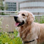 découvrez l'âge d'or, une période fascinante marquée par des avancées culturelles, artistiques et sociales. plongez dans cet univers riche en innovations et en prospérité, où les valeurs et les idées ont façonné le monde moderne.