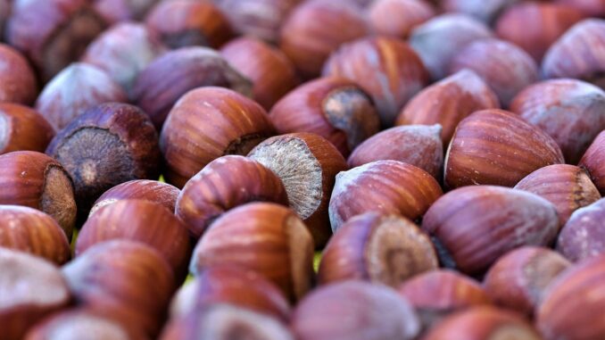 hazelnut coffee découvrez le goût riche et velouté du café aux noisettes. une délicieuse fusion de café aromatique et de notes de noisette qui éveillera vos sens et transformera vos pauses café en un moment de pure régal. parfait pour les amateurs de café à la recherche d'une expérience unique.
