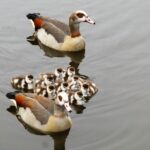 découvrez les aventures hilarantes de la série 'modern family', une comédie moderne qui suit les vies interconnectées de trois familles uniques, abordant avec humour les défis de la parentalité et des relations.