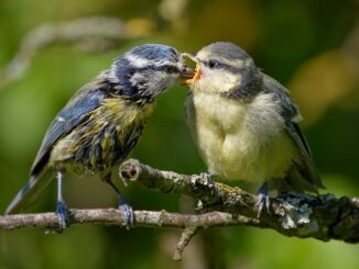 découvrez des conseils pratiques et des astuces sur le parenting pour élever des enfants heureux et épanouis. explorez des sujets variés allant de la discipline à l'alimentation, en passant par la communication familiale.