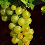 découvrez l'agriculture durable, une approche respectueuse de l'environnement qui allie production alimentaire efficace et préservation des ressources naturelles. engagez-vous pour un avenir cultivé de manière responsable et éthique.