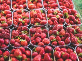fraises rouges du terroir dans un récipient en plastique transparent prètes à être expédiée dans un restaurant dont la gastronomie est réputée