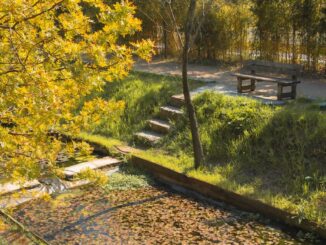 Aménagement du jardin : concevoir un espace extérieur fonctionnel, esthétique et durable