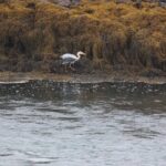 Le Blog au Service de la Liberté d'Information :