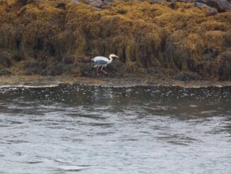 Le Blog au Service de la Liberté d'Information :